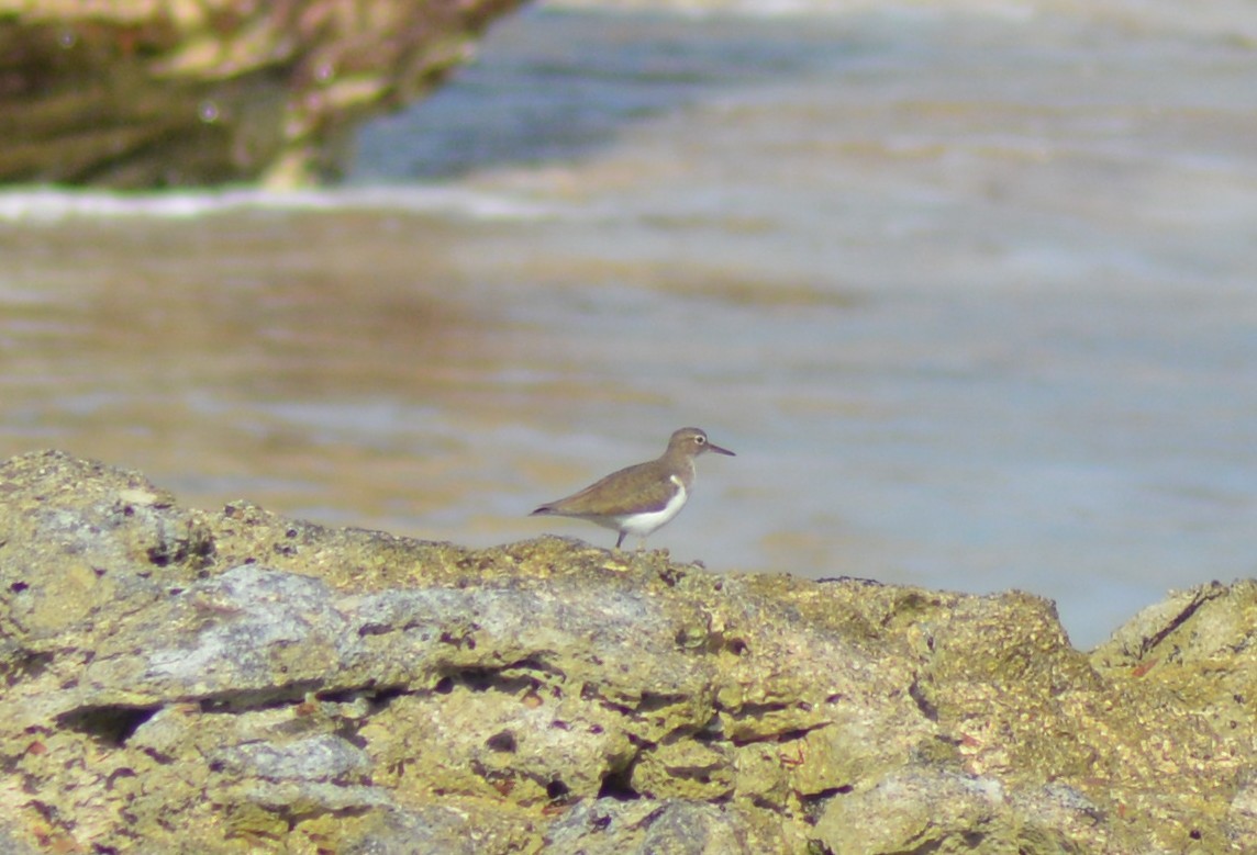 Spotted Sandpiper - Keith M Kemp