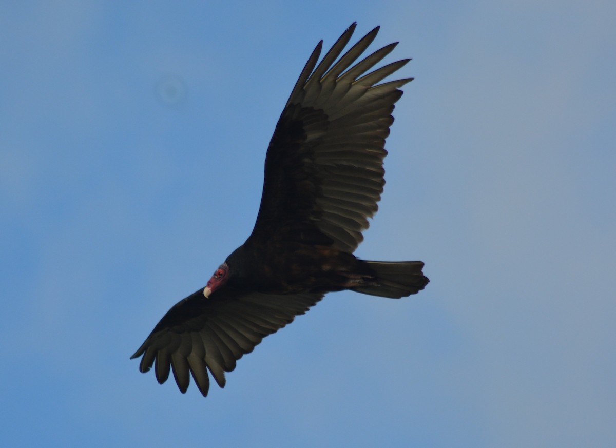 Turkey Vulture - Keith M Kemp