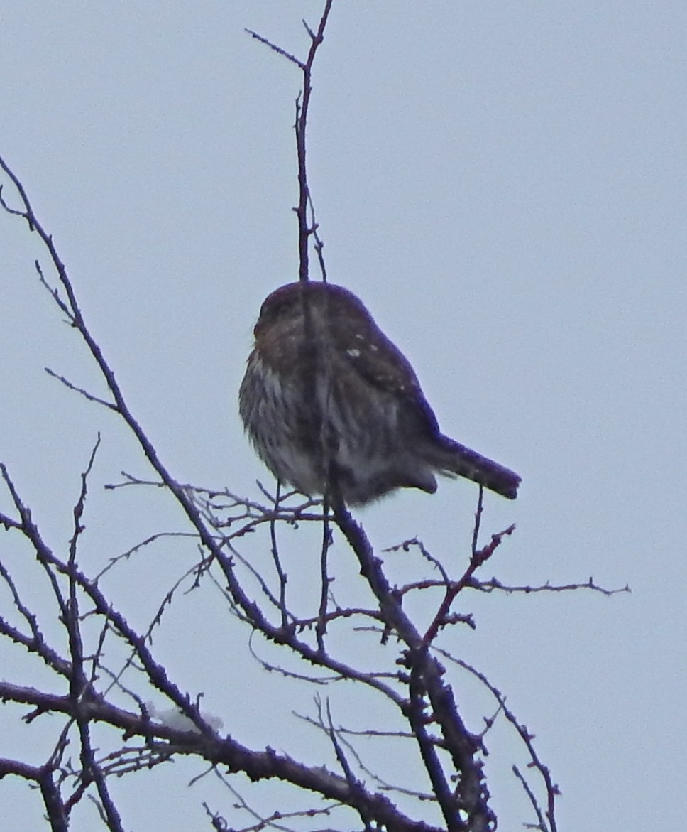Northern Pygmy-Owl - Alan de Queiroz