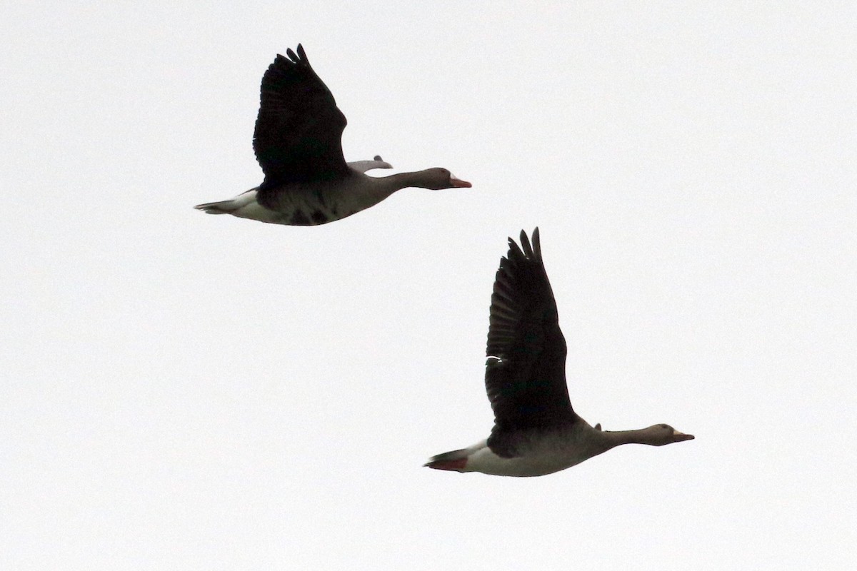 Greater White-fronted Goose - ML78483941