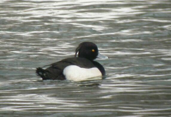 Tufted Duck - Bob Curry