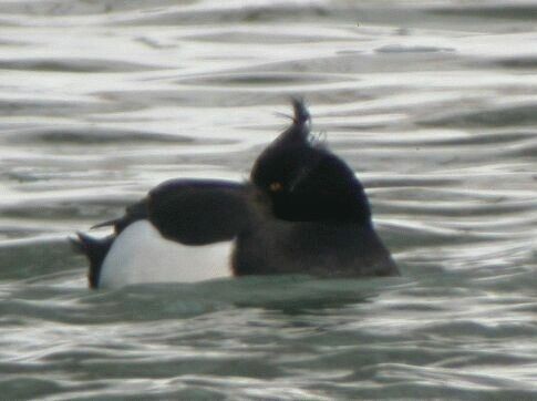 Tufted Duck - Bob Curry