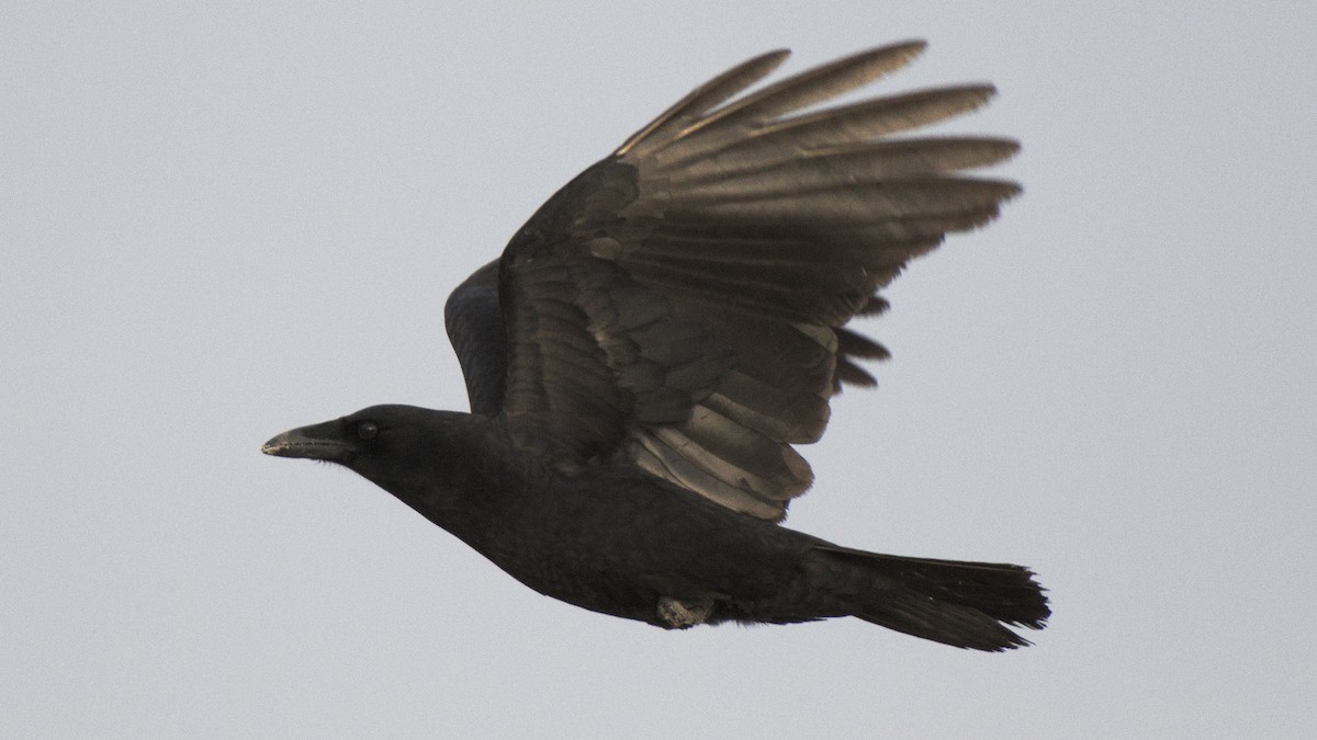 Corvus sp. (crow sp.) - ML78488691
