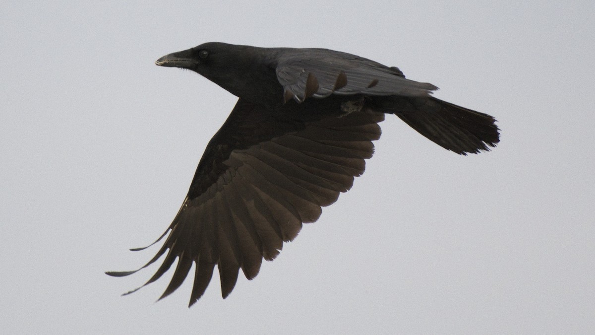 Corvus sp. (crow sp.) - ML78488731