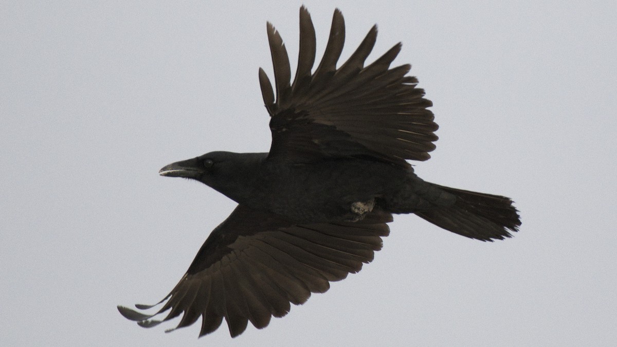 Corvus sp. (crow sp.) - ML78488751