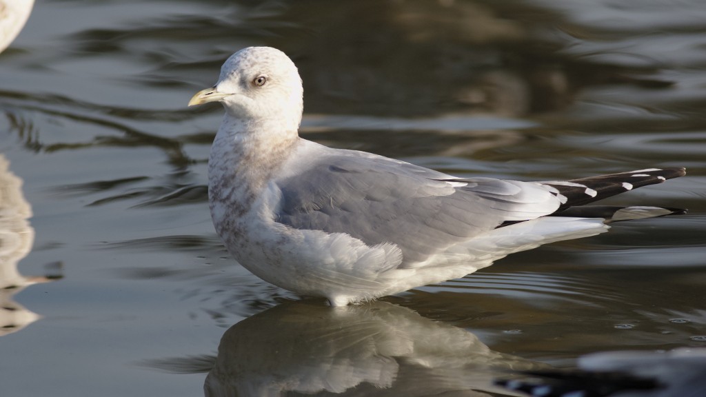 Short-billed Gull - Mark Scheel