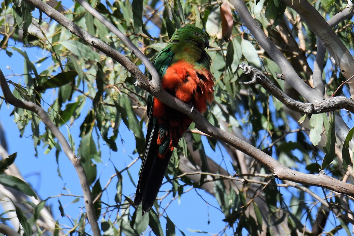 Australian King-Parrot - Chris Munson