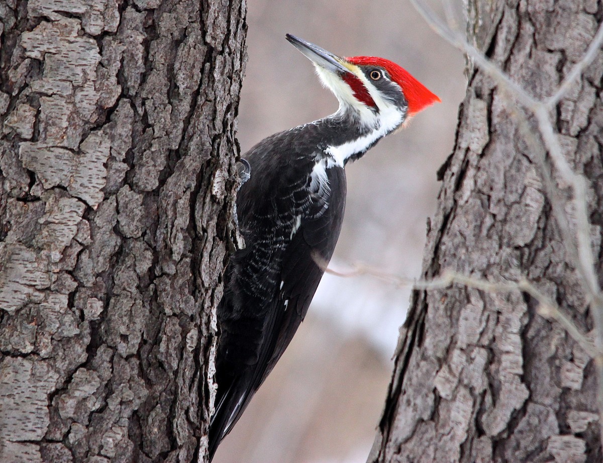 Pileated Woodpecker - Benjamin Hack