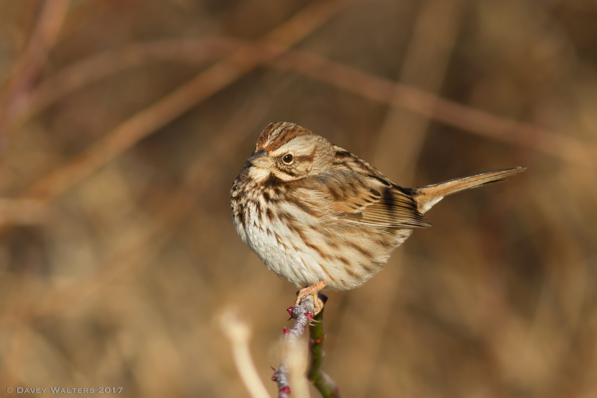 Song Sparrow - Davey Walters