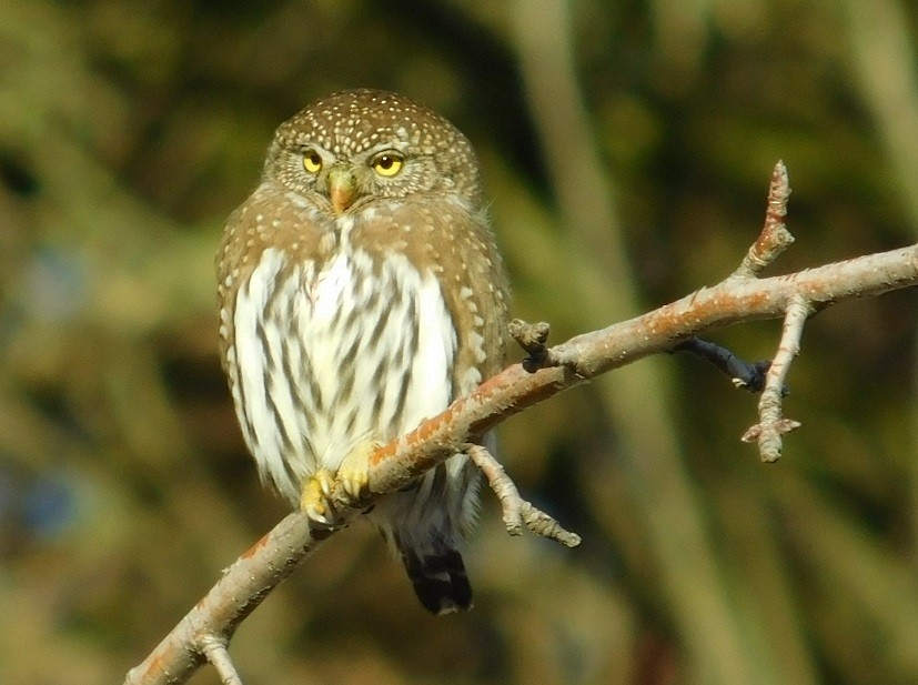 Northern Pygmy-Owl - ML78497131