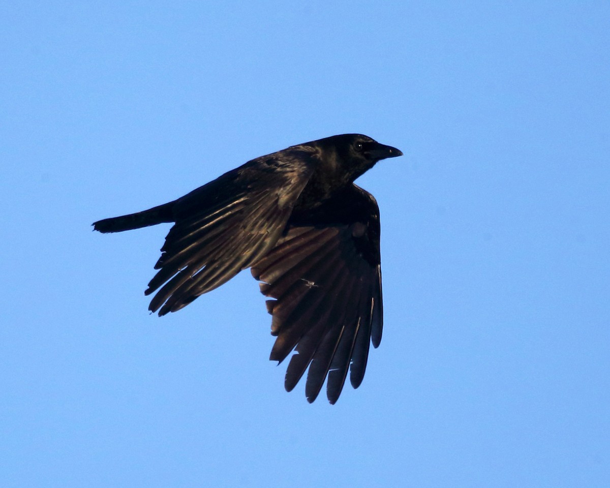 American Crow - ML78499061