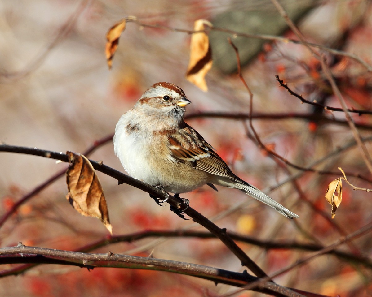 American Tree Sparrow - ML78499131