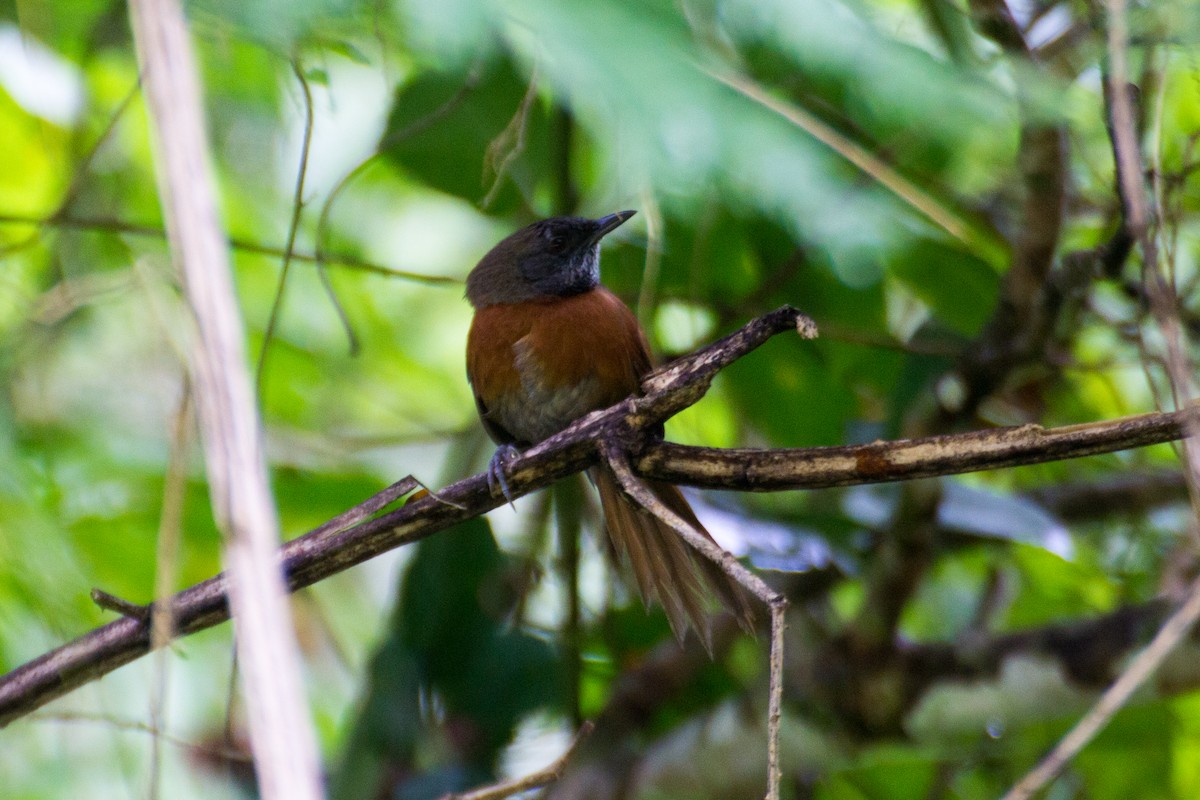 Rufous-breasted Spinetail - Francis Canto Jr
