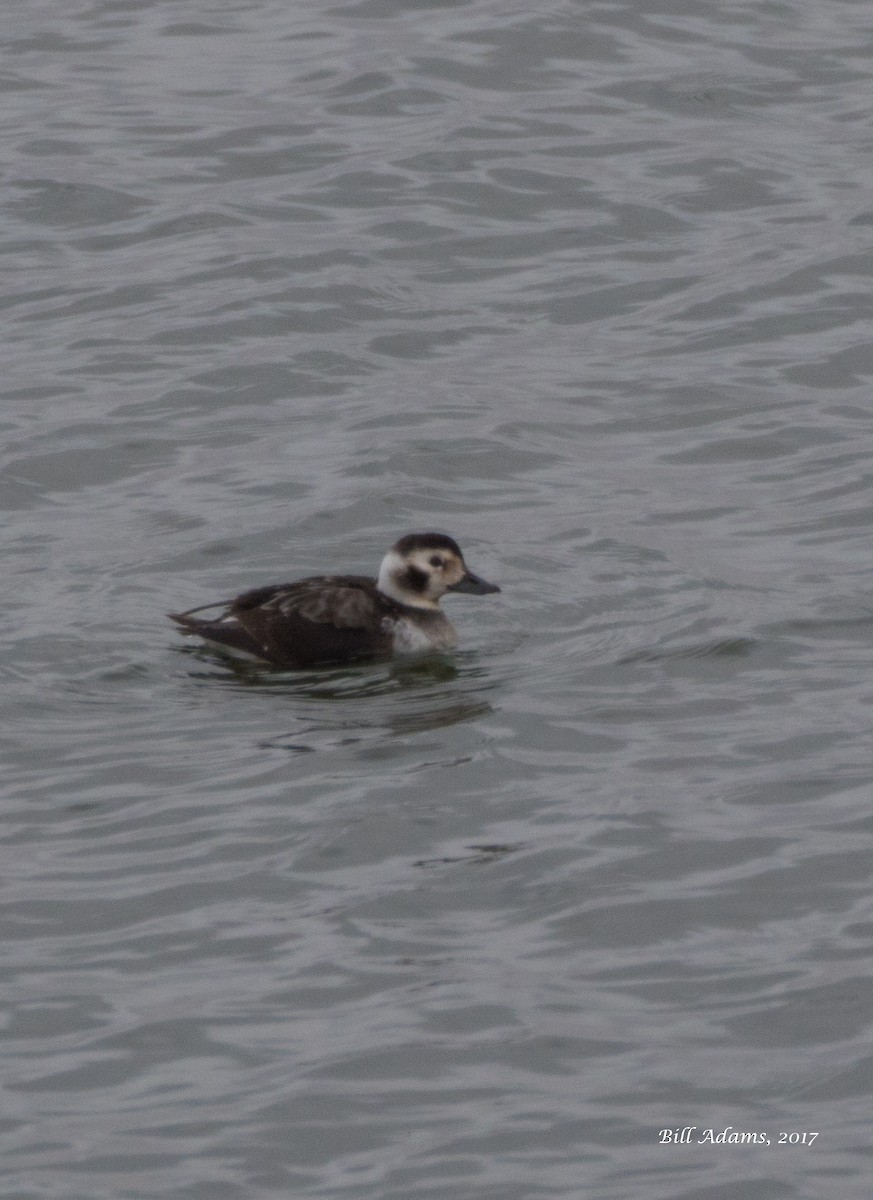 Long-tailed Duck - ML78500371