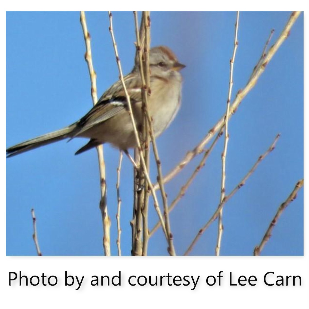 American Tree Sparrow - John "Lefty" Arnold