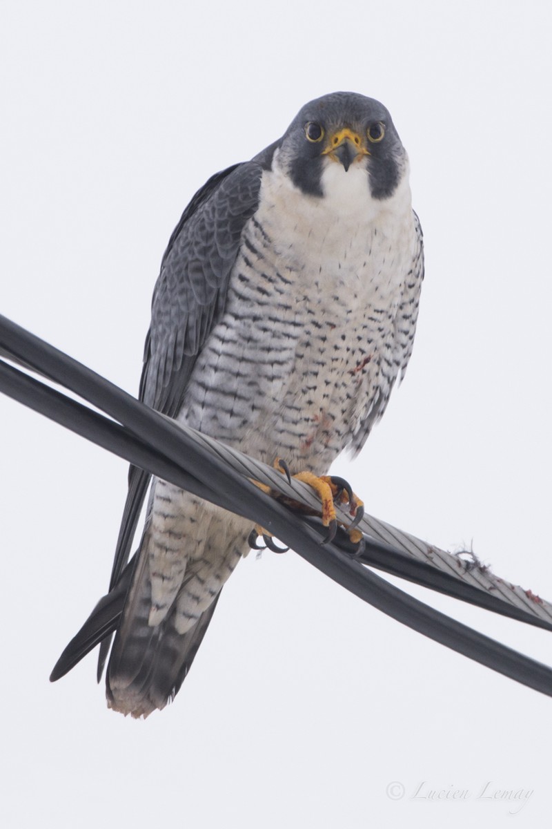 Peregrine Falcon - Lucien Lemay