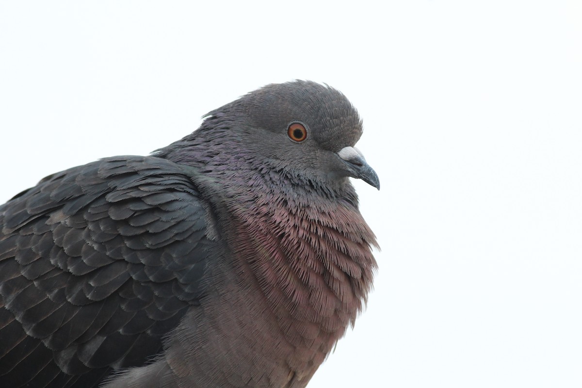 Rock Pigeon (Feral Pigeon) - ML78505831