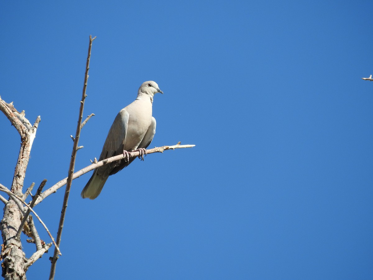 Eurasian Collared-Dove - Anonymous