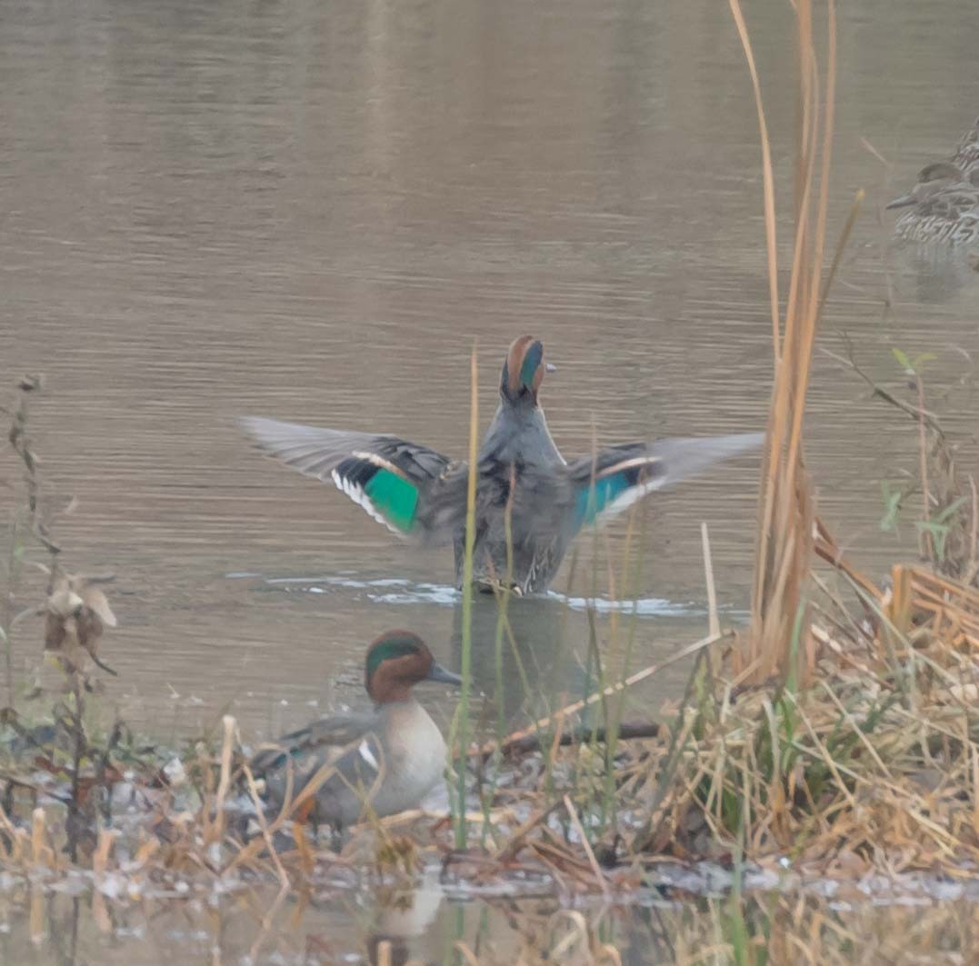 Green-winged Teal - ML78508391