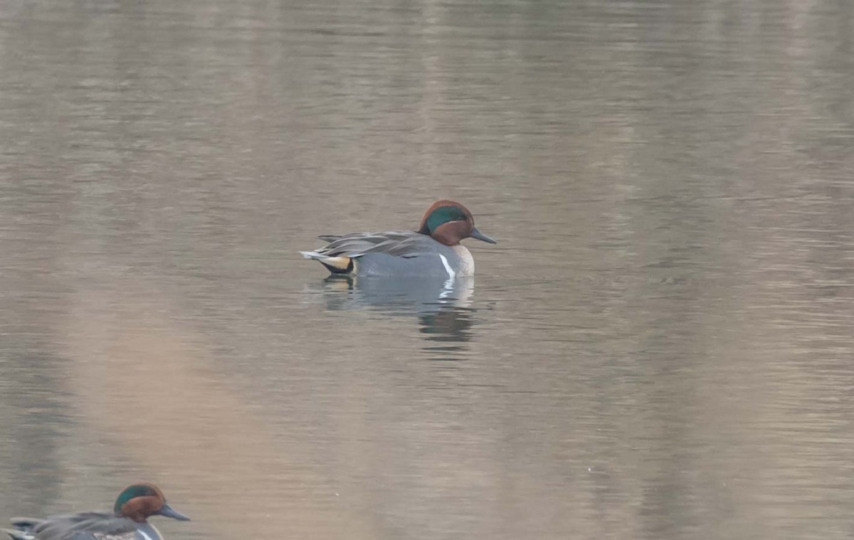 Green-winged Teal - ML78508401