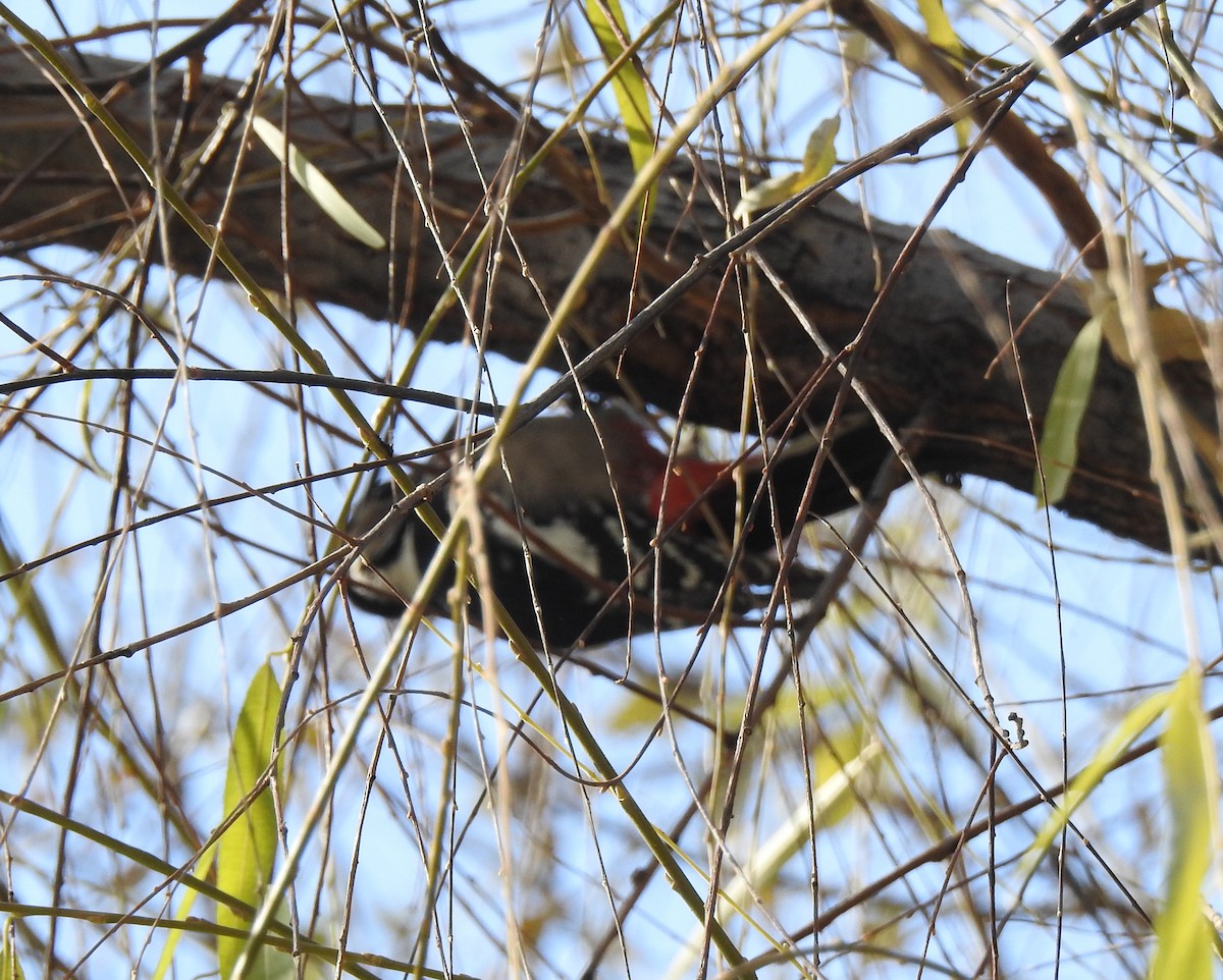 Great Spotted Woodpecker - ML78511391