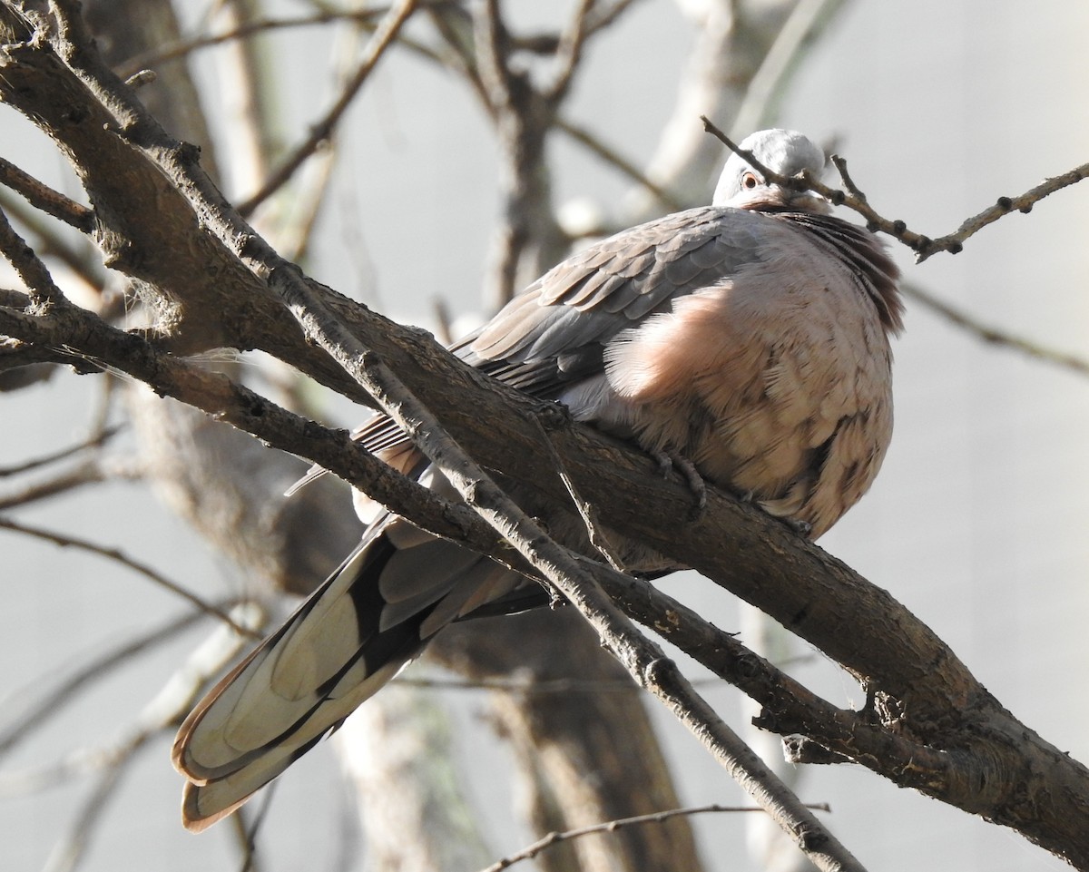 Spotted Dove - ML78511401