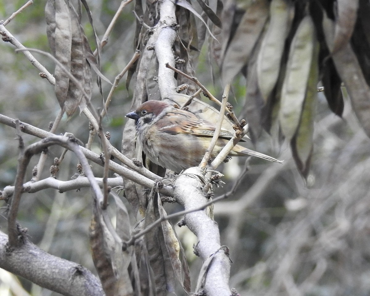Eurasian Tree Sparrow - ML78512711