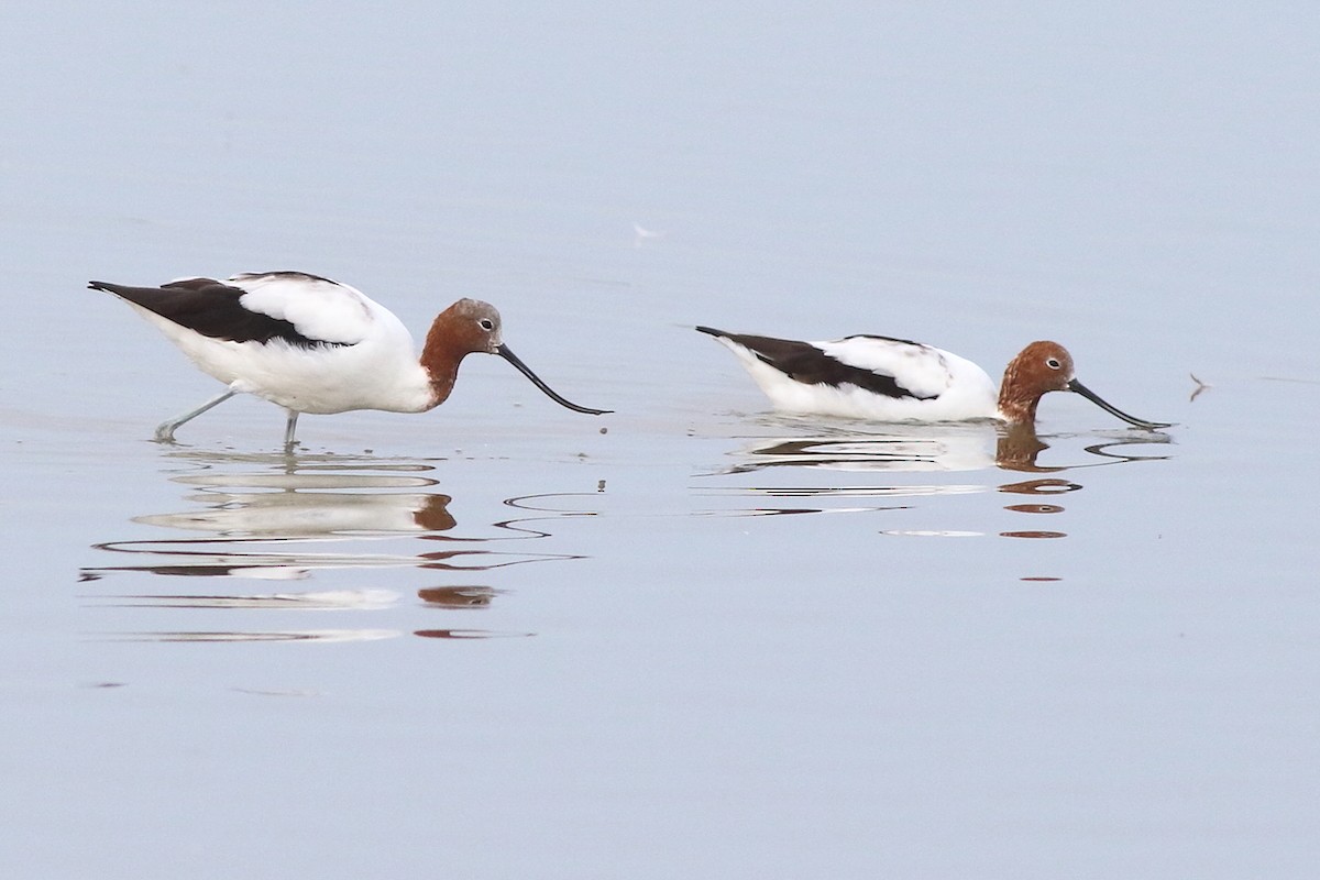 Red-necked Avocet - Leigh Pieterse