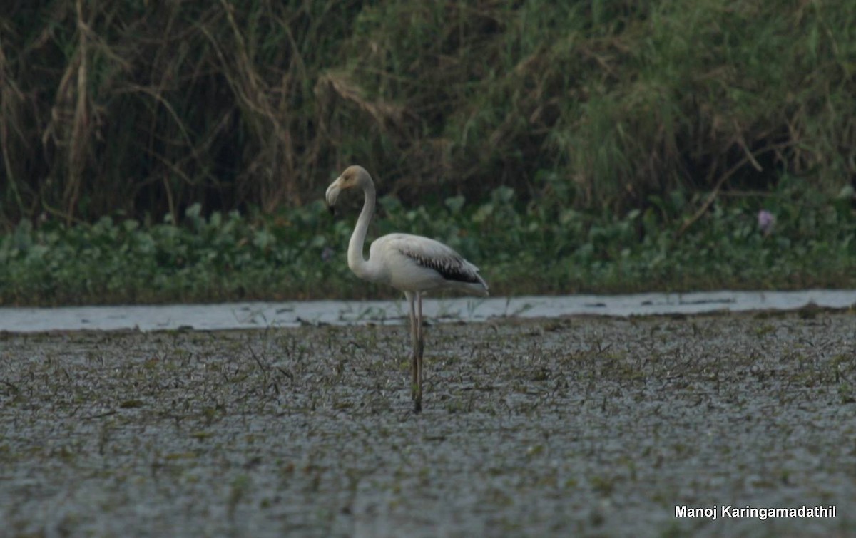 Greater Flamingo - Manoj Karingamadathil