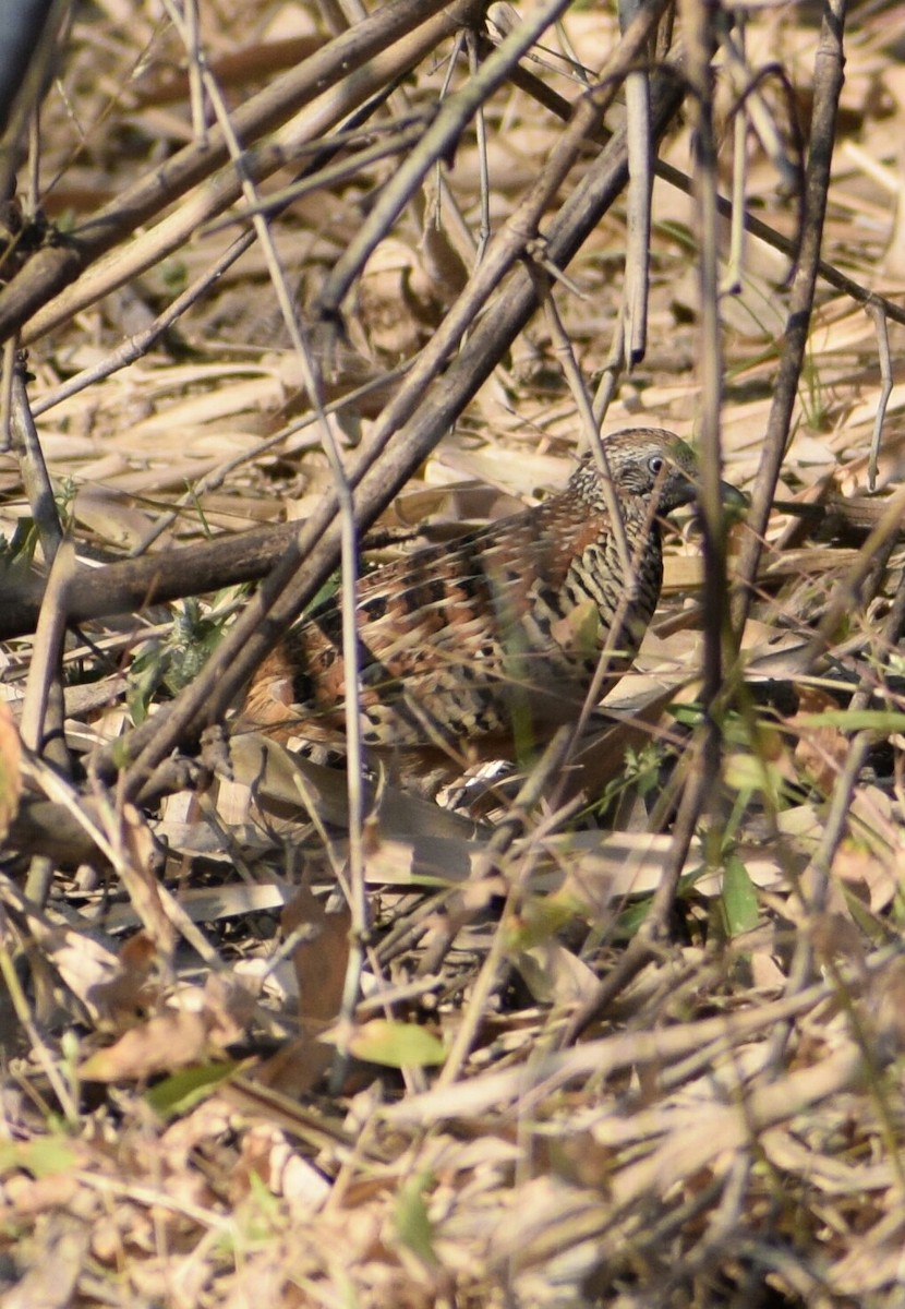 Barred Buttonquail - Jageshwer verma