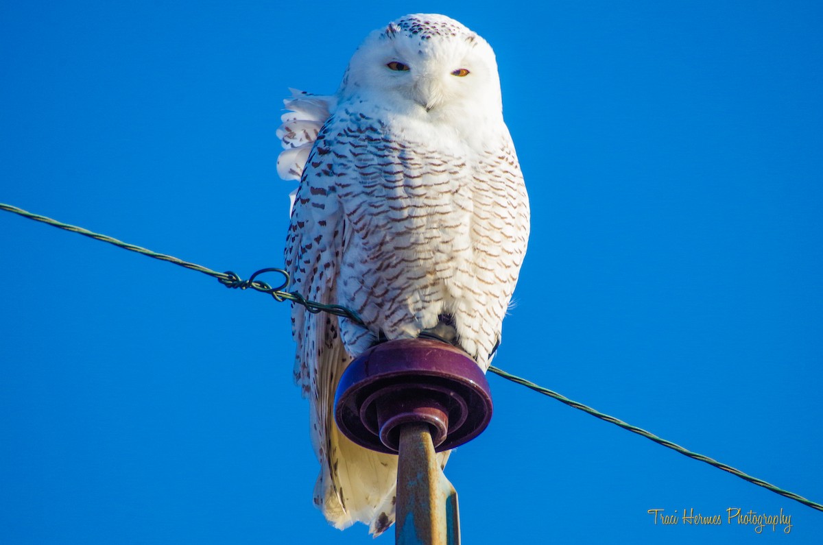 Snowy Owl - Traci Hermes
