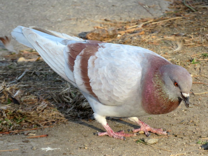 Rock Pigeon (Feral Pigeon) - ML78522321