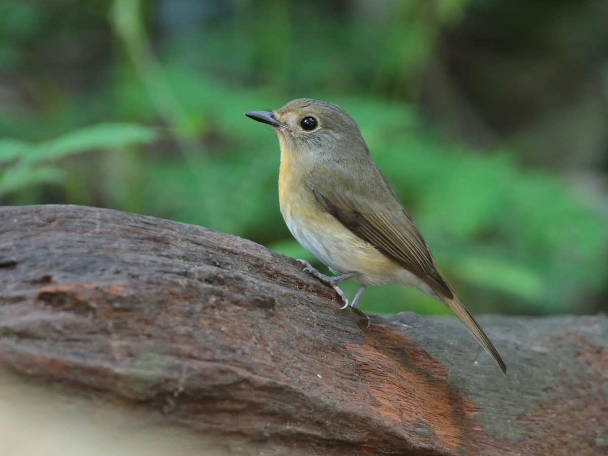 Chinese Blue Flycatcher - ian dugdale