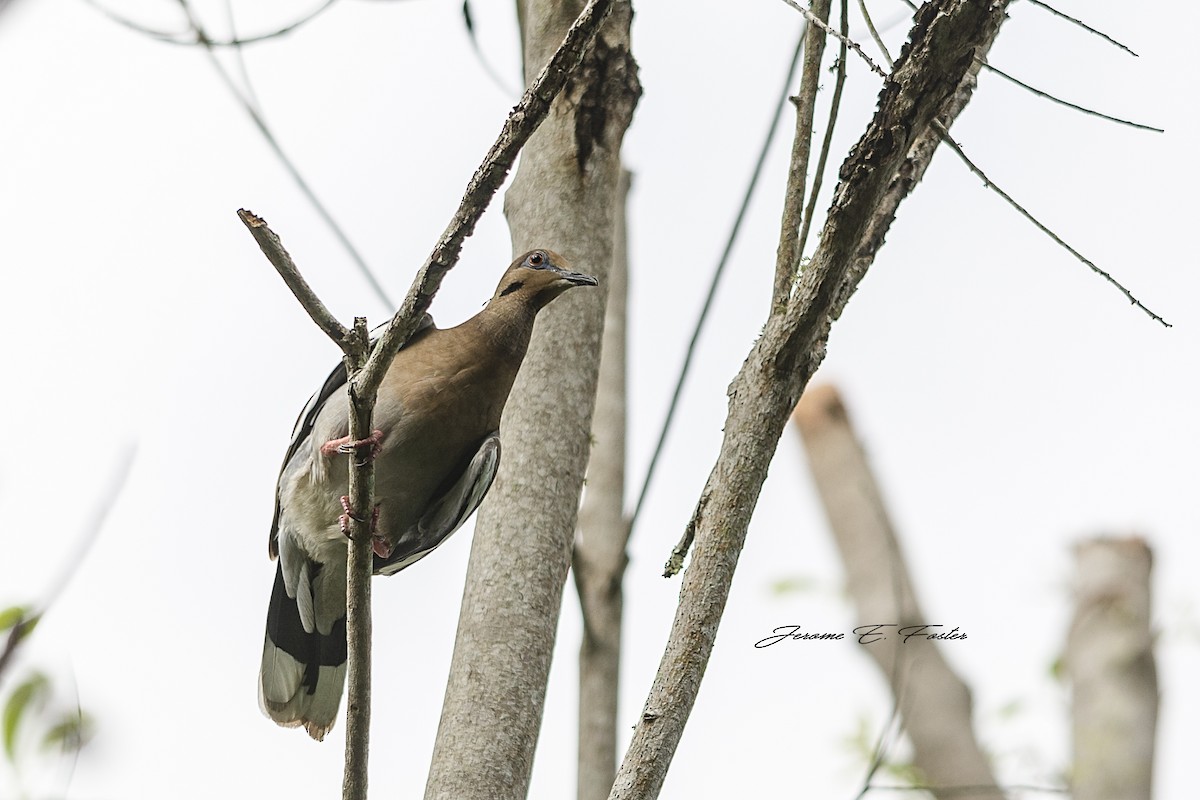 White-winged Dove - Jerome Foster