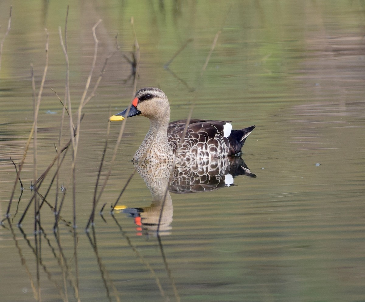 Indian Spot-billed Duck - ML78531851