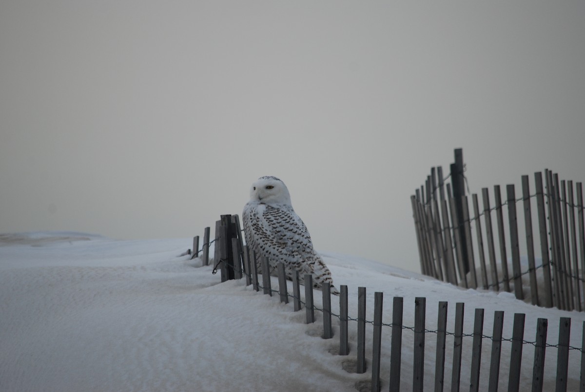 Snowy Owl - Josh Cantor