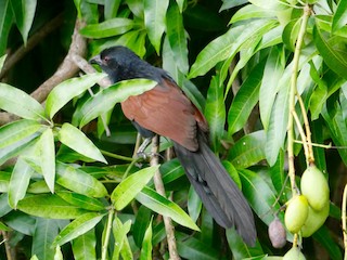 Malagasy Coucal, ML78533631