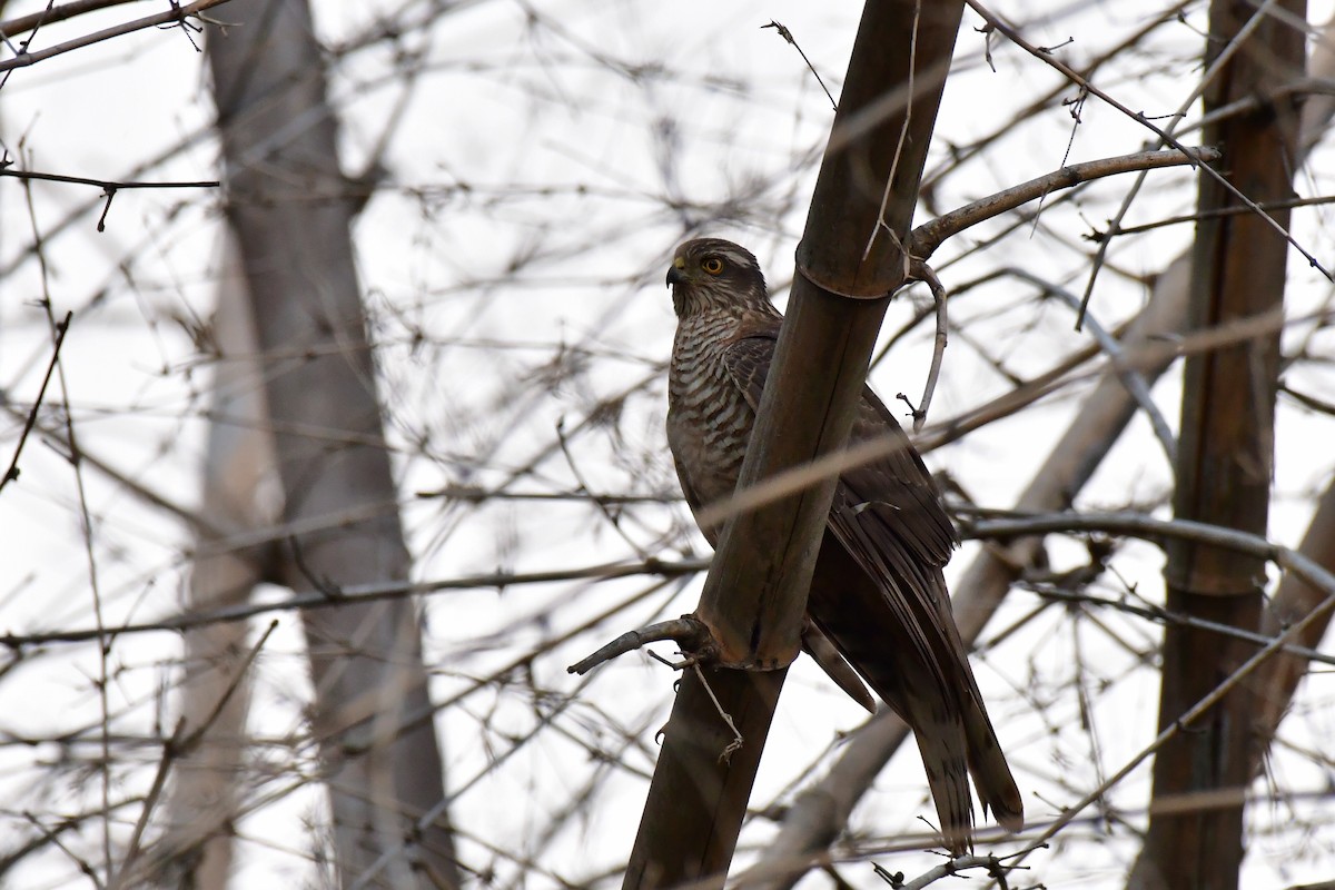 Eurasian Sparrowhawk - Anirudh Kamakeri