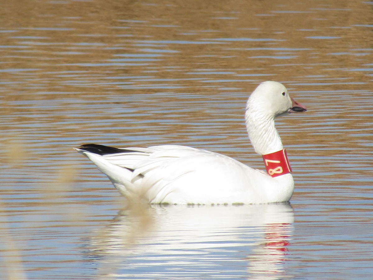 eBird Checklist - 17 Dec 2017 - Ridgecrest Watchable Wildlife Park - 22 ...