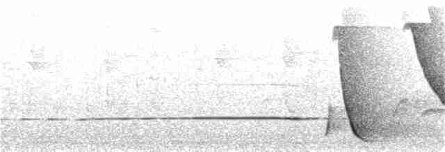Белогорлая птица-бич - ML78535141