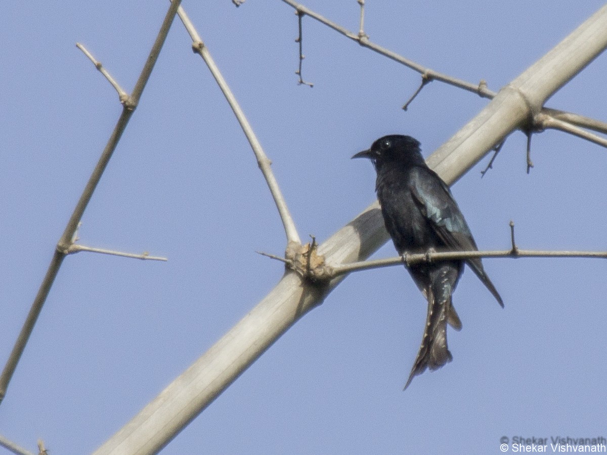 Fork-tailed Drongo-Cuckoo - Shekar Vishvanath