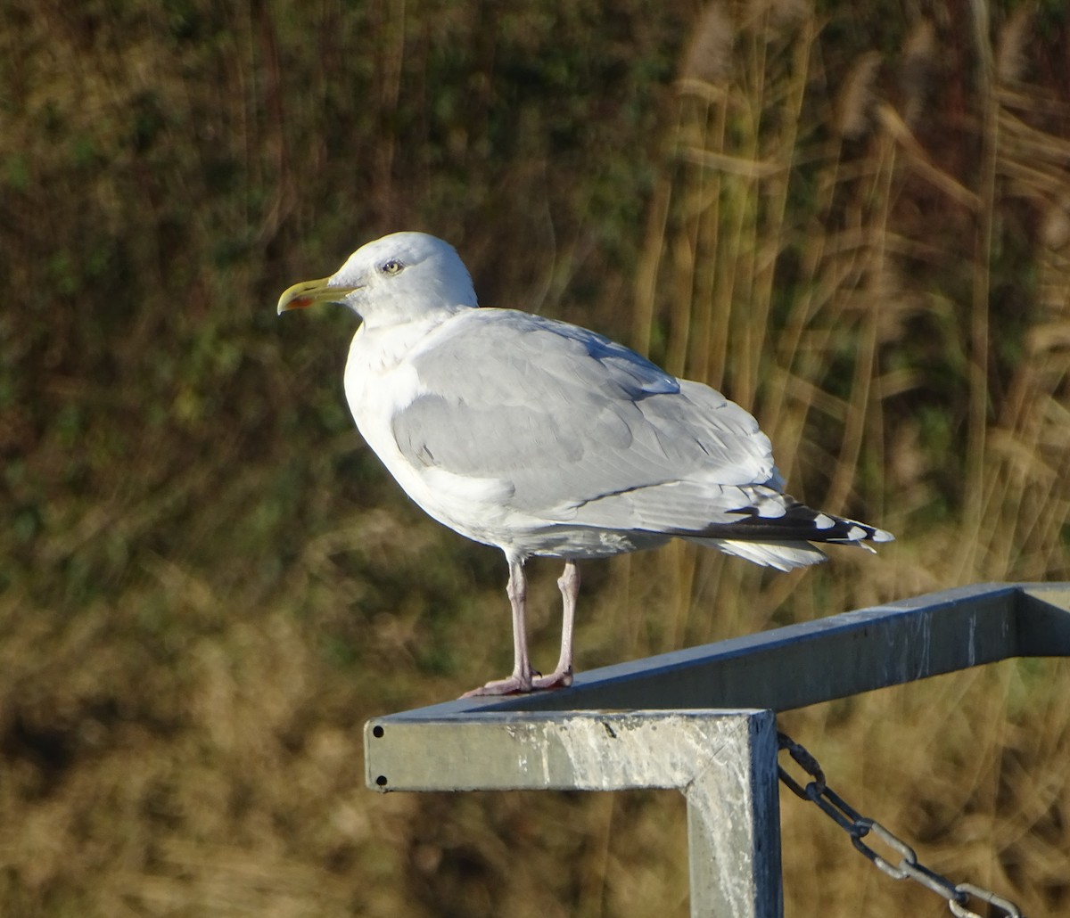 Herring Gull (European) - ML78537011