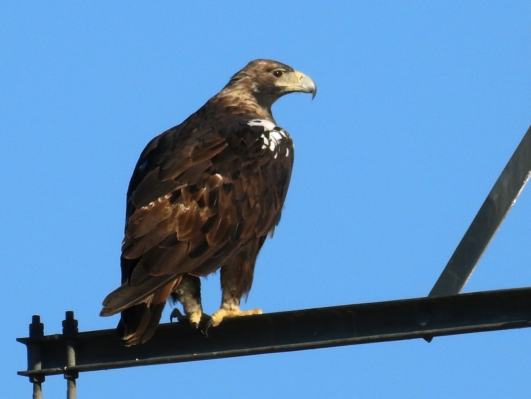 Spanish Eagle - Francisco Fernandes