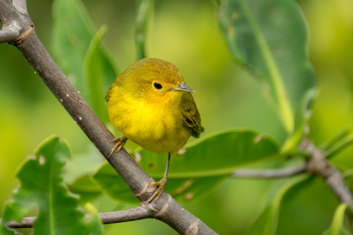 Yellow Warbler (Mangrove) - Robert Johnson