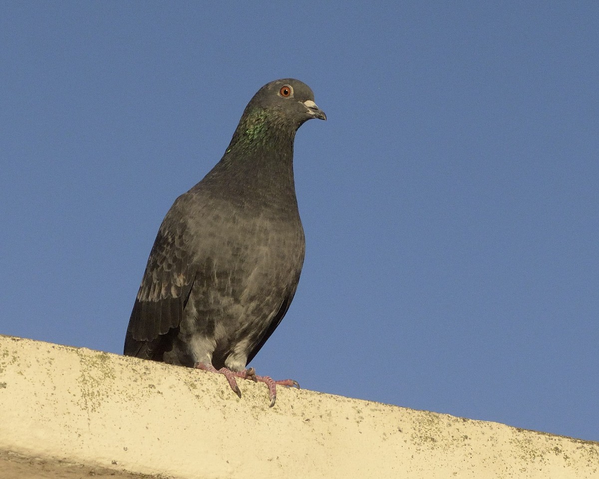 Rock Pigeon (Feral Pigeon) - ML78540311