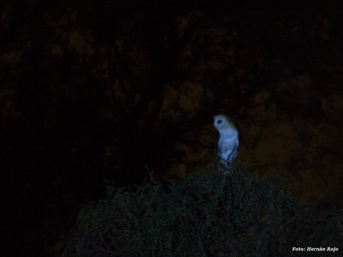 Barn Owl - Hernán Rojo