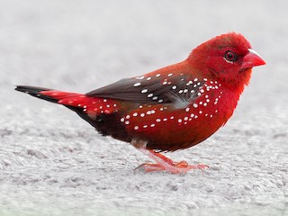 นกเพศผู้ชุดขนฤดูผสมพันธุ์ (Red-bellied) - Natthaphat Chotjuckdikul - ML78541101