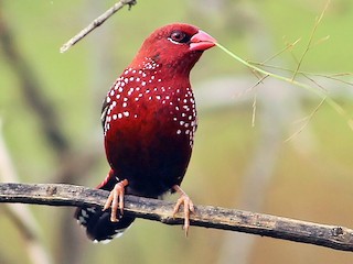 นกเพศผู้ชุดขนฤดูผสมพันธุ์ (Red-bellied) - Shreyan M L - ML78541111