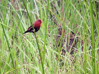 ベニスズメ - eBird