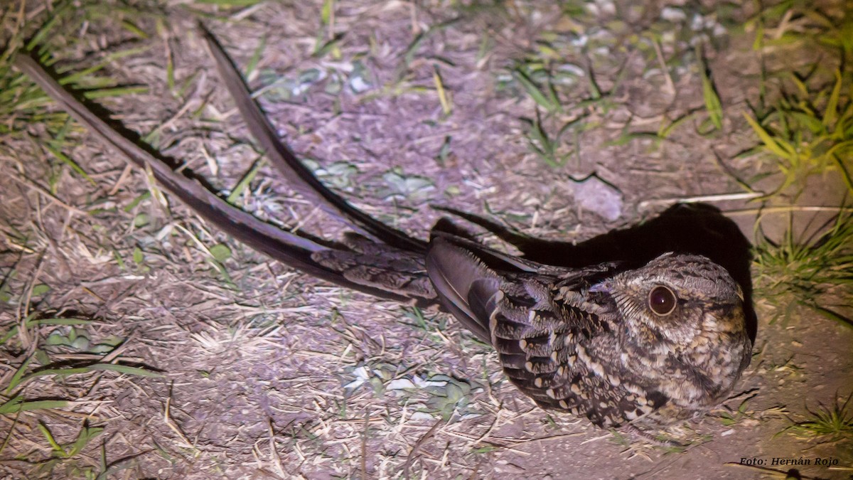 Scissor-tailed Nightjar - Hernán Rojo